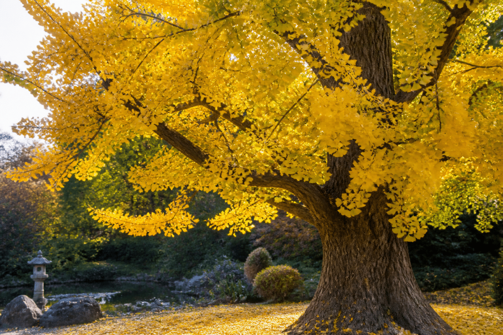 gingko