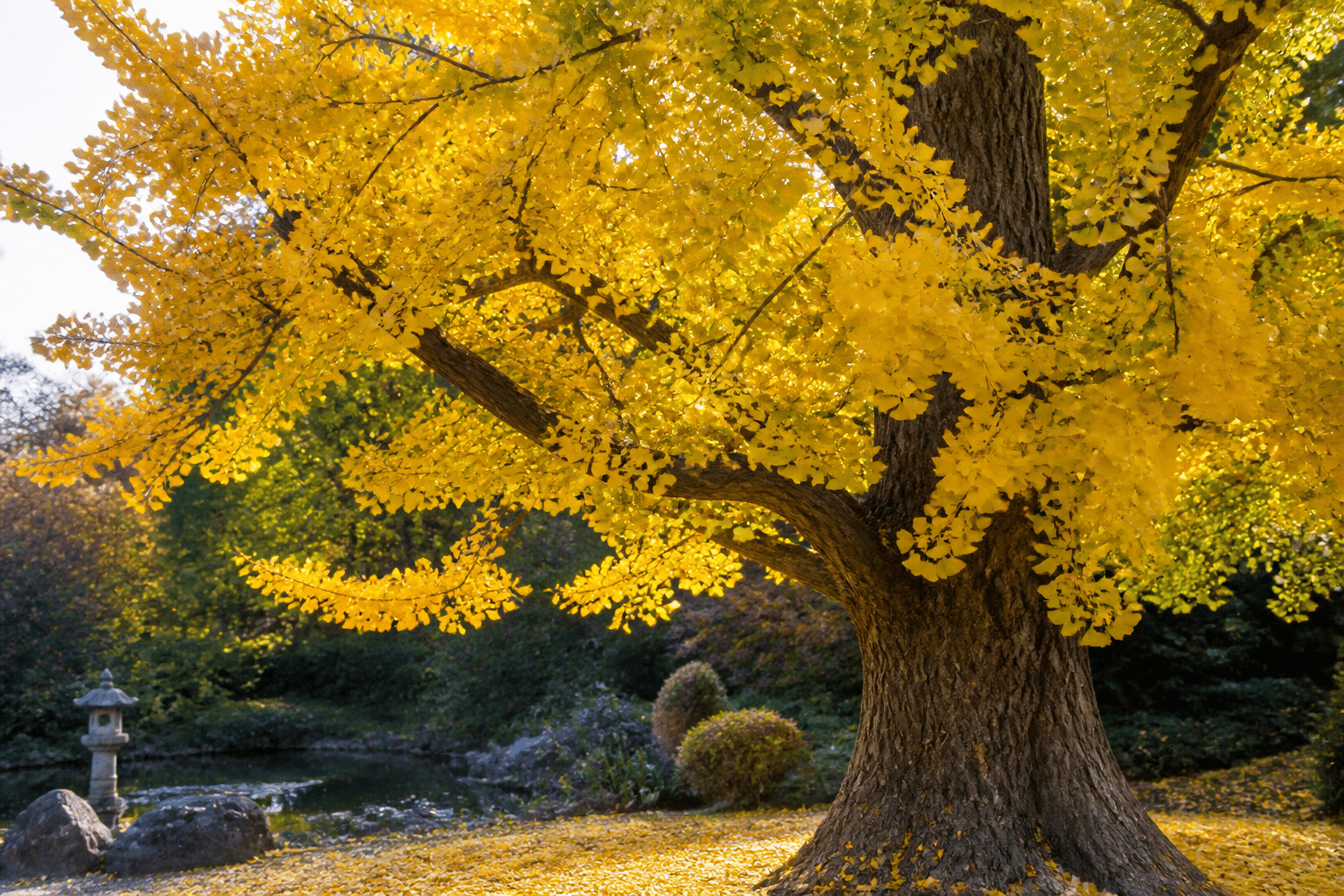 gingko